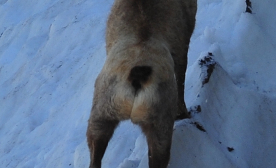 Camoscio d''Abruzzo Rupicapra pyrenaica ornata